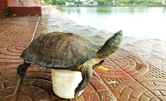 First phase of Turtle study concludes at Matabari’s Kalyan Sagar in Gomati district.